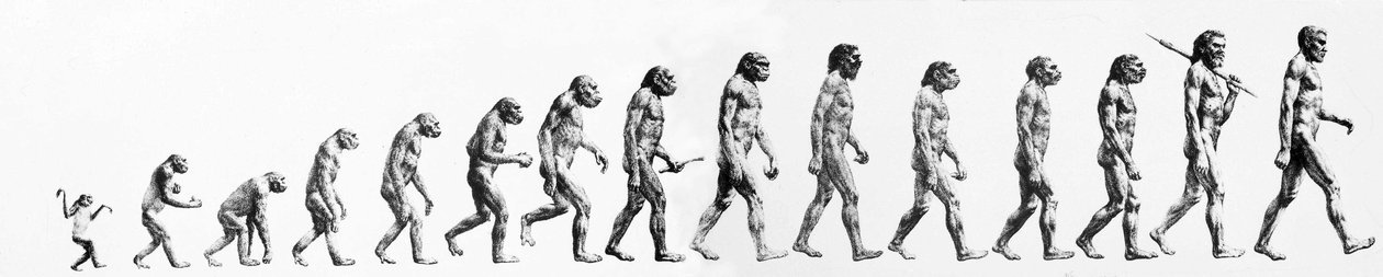 Evolution of humanity from early primates to modern man